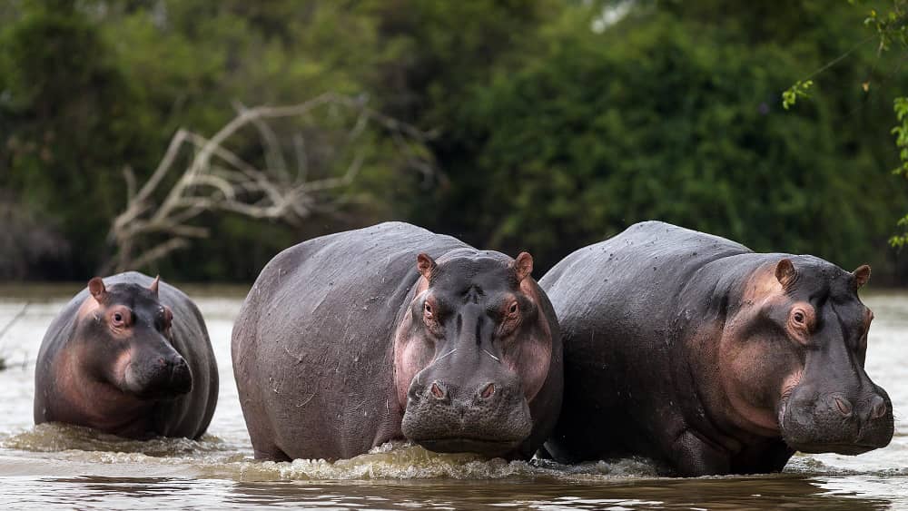 Katogota : Des hippopotames qui temporisent, orchestrent des dégâts.
