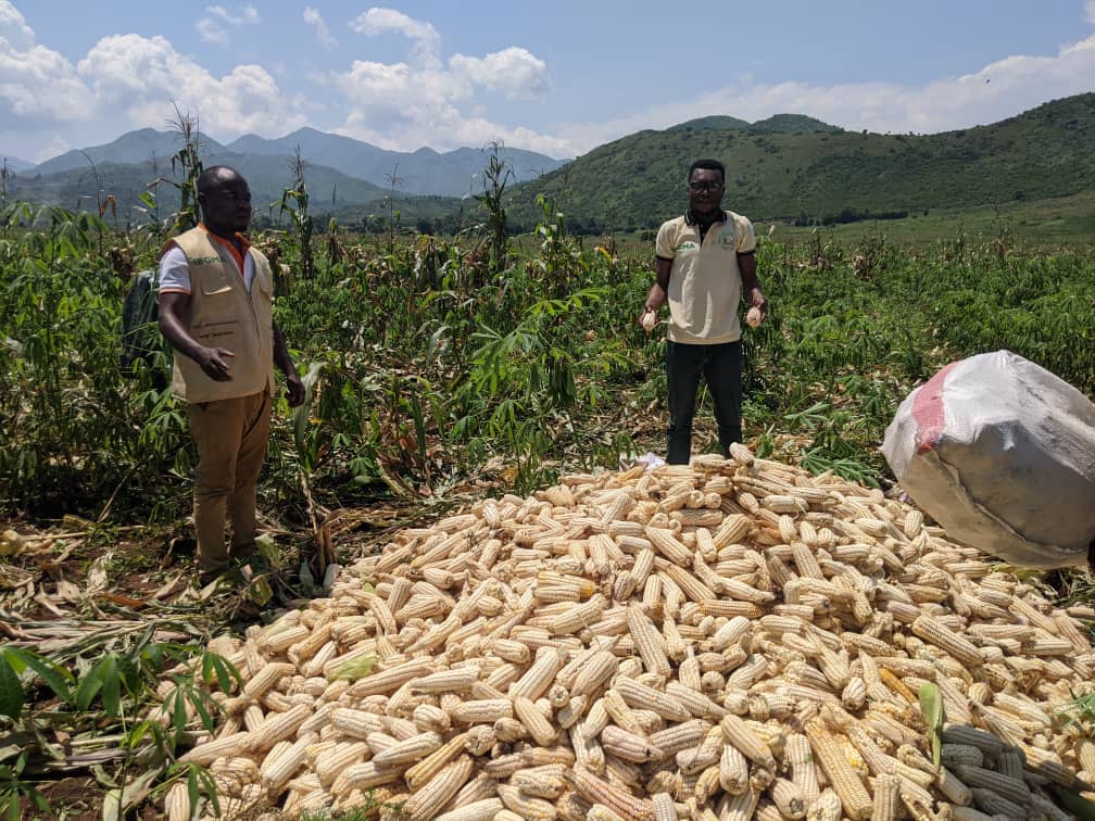Walungu : Récolte des maïs dans le champ pilote à Kamanyola par IBGMA, une organisation membre du Rejosa  « Radio Flash FM »