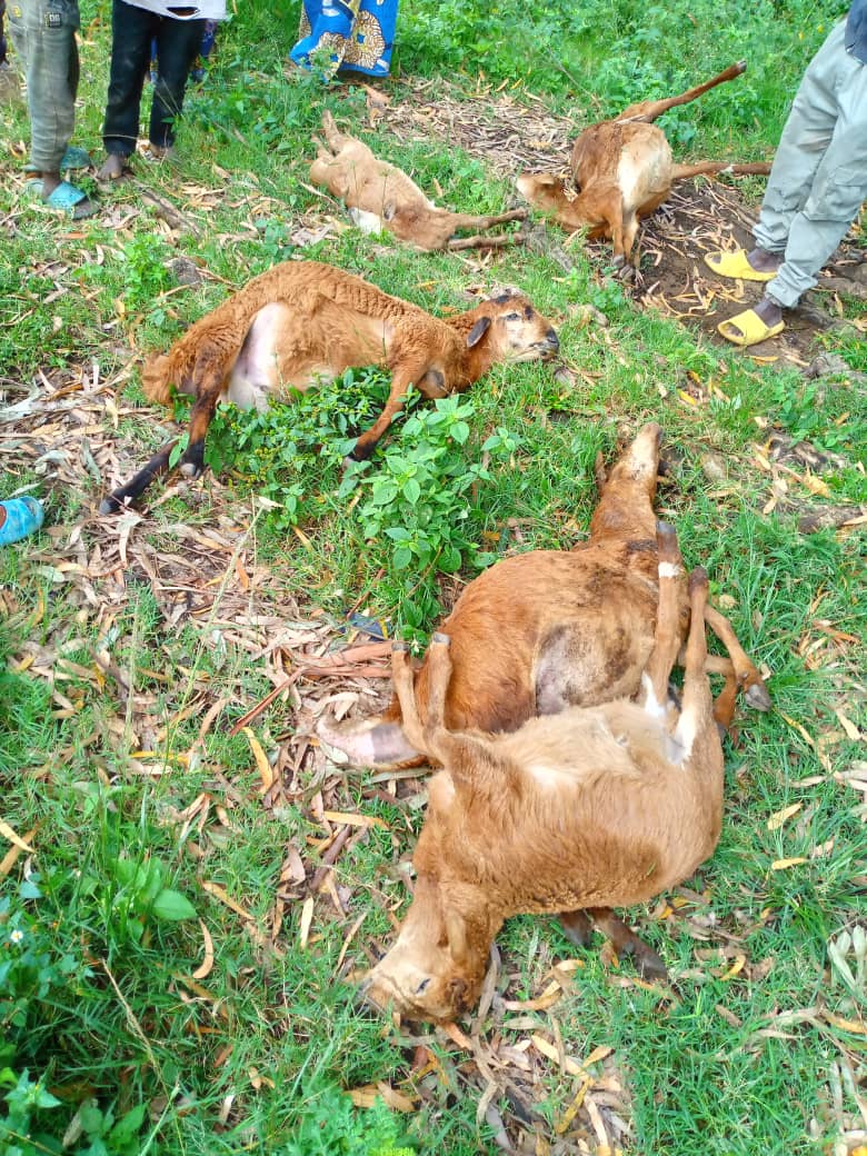 UVIRA : Six brebis meurent foudroyées dans le groupement de Runingu en chefferie de Bafuliiru